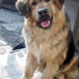 聚爱宠物医院:锦州市松山新区宝地曼哈顿附近