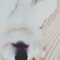 圣宠宠物(长春中铁国际店):长春市汽车开发区东风大街/汽车开发区附近