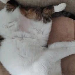 爱倍宠物生活馆:长春市汽车开发区东风大街/汽车开发区附近