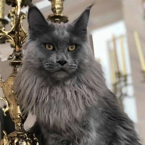 雄狮缅因猫舍:长春市汽车开发区东风大街/汽车开发区附近