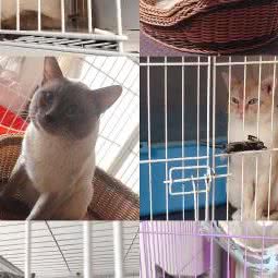 吾皇哈达黑宠物生活馆:长春市经济开发区赛德广场附近