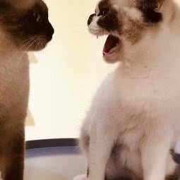 喵小喵:长春市净月开发区净月开发区/净月潭附近