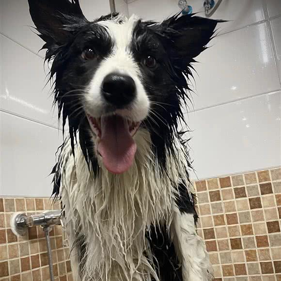 大咖宠物:长春市净月开发区净月大学城附近