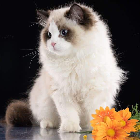 曼心宁布偶猫舍?高端精品繁育:苏州市工业园区苏州中心商场附近