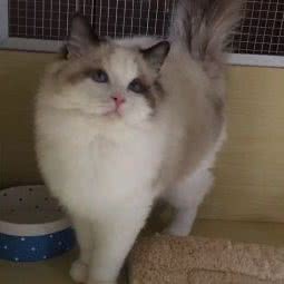 龙猫馆·悠派宠物·布偶猫舍:苏州市工业园区苏州中心商场附近