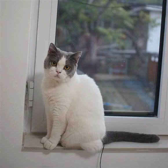 Miss Cat小院猫咖:秦皇岛市海港区红旗路附近