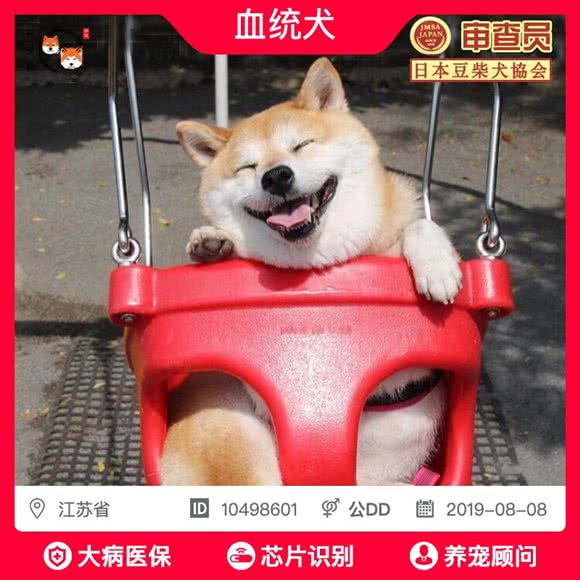 【泓诚】柴犬?豆柴专业繁育舍(湖西店):苏州市工业园区苏州中心商场附近