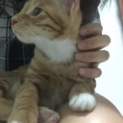 工业园区仁沁宠物诊所:苏州市工业园区独墅湖大学城附近