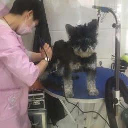 乐趣宠物美容院:苏州市工业园区博览中心附近