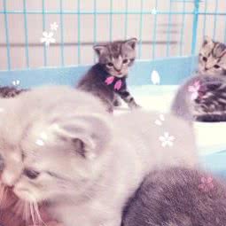 柯普瑞特宠城堡:苏州市工业园区博览中心附近