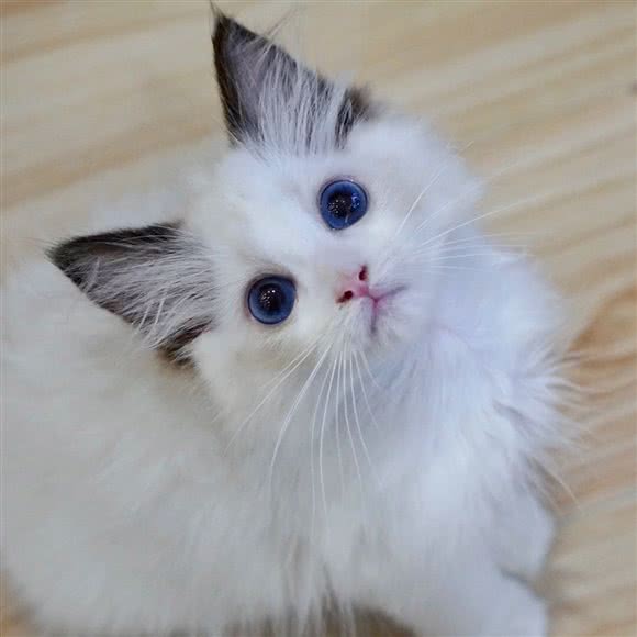 昔猫布偶猫咖?猫舍:苏州市工业园区博览中心附近