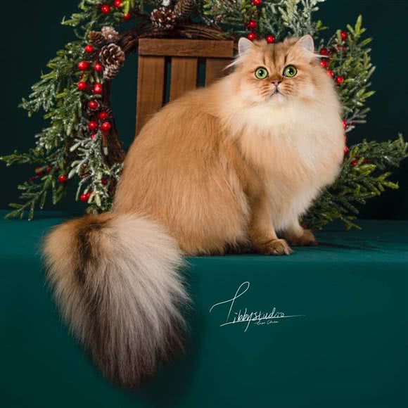 谷米猫舍:苏州市工业园区湖东邻里中心附近