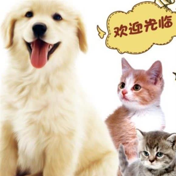 萌宠小管家:苏州市工业园区娄葑镇附近