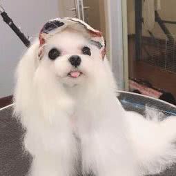 悠瑞宠物:苏州市工业园区娄葑镇附近