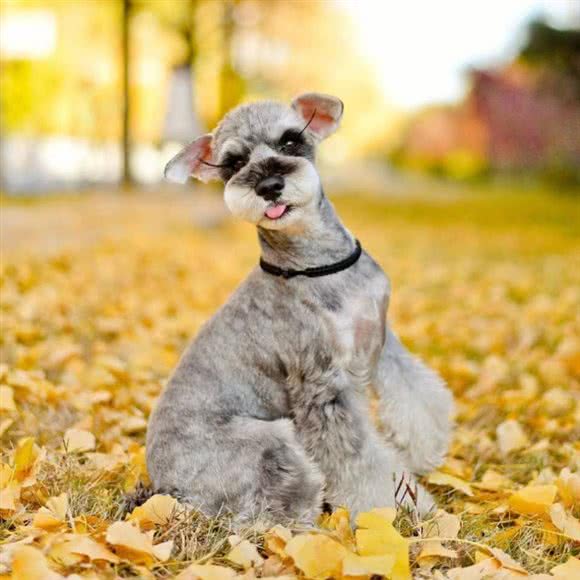 SEVEN家宠物美容工作室:秦皇岛市海港区燕山大街附近