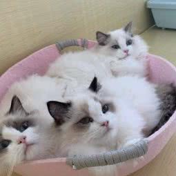 波妞布偶猫舍:苏州市工业园区娄葑镇附近