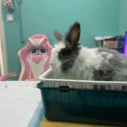 曙光宠物医院·猫友好·异宠专科·24小时门诊:苏州市工业园区娄葑镇附近