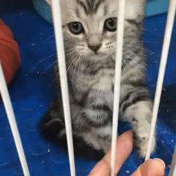 宝贝多宠物馆:苏州市工业园区青剑湖跨塘附近