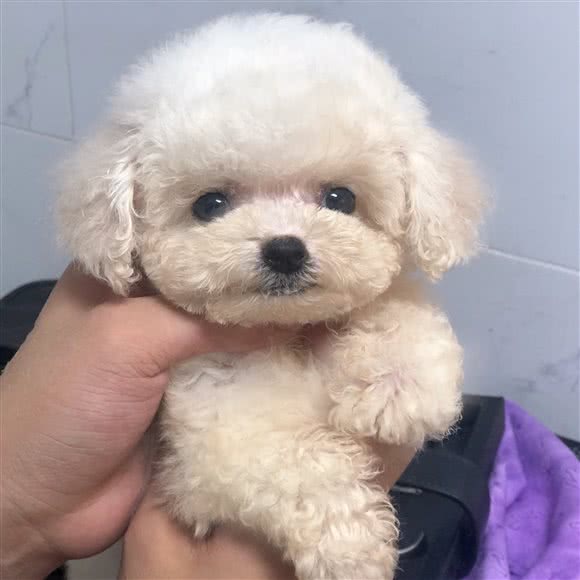 猫狗铺子:苏州市工业园区东沙湖邻里中心附近