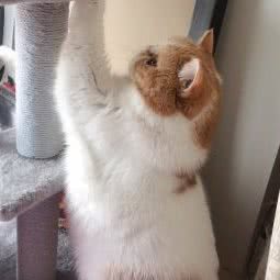 爱宠屋宠物生活馆:苏州市工业园区东沙湖邻里中心附近