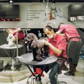 宠物门诊爱宠基地:秦皇岛市海港区文化路附近