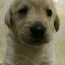 阿猫阿狗宠物生活馆:苏州市工业园区车坊附近