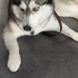 圣宠宠物(东港店):苏州市工业园区万宝广场附近