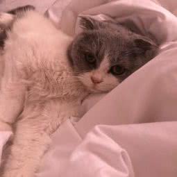 舟山七间猫舍:舟山市朱家尖朱家尖风景区附近