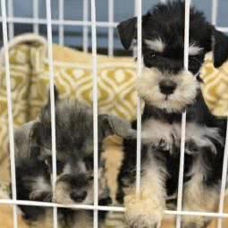 超级动物园:合肥市经开区港澳广场附近