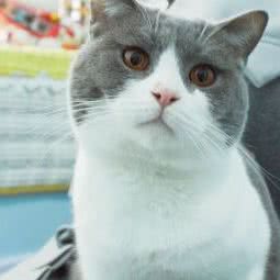 奇喵物语宠物咖:合肥市经开区中环城附近