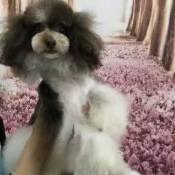 克洛伊宠物:合肥市经开区中环城附近