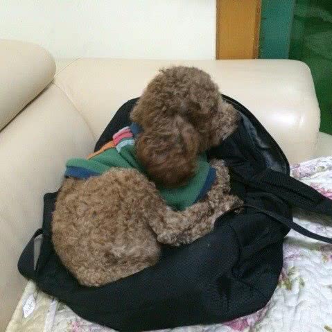 犬心犬意狗狗诊所:三明市梅列区列东街/阳光城附近