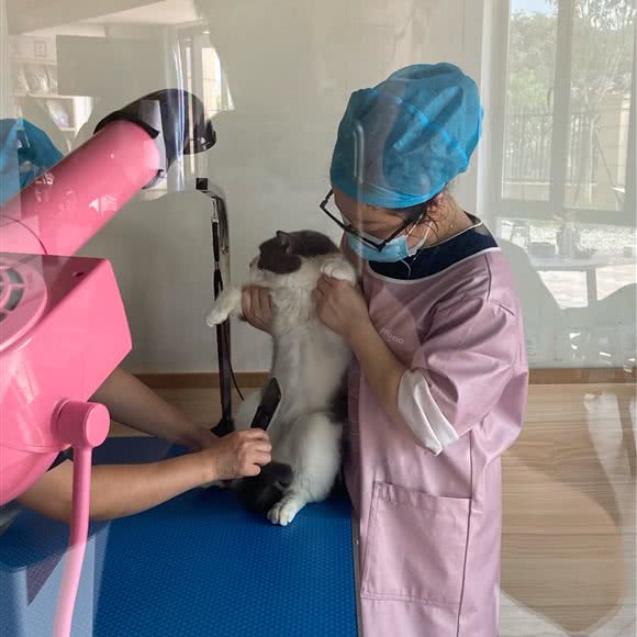 三明市梅列区艾咪尔动物诊所:三明市梅列区万达广场附近