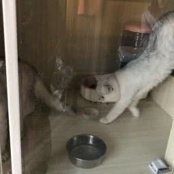 茜拉宠屋:烟台市开发区长江路附近