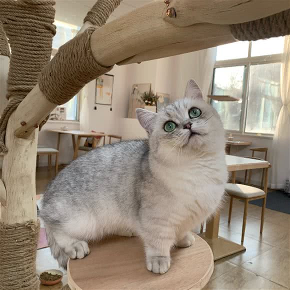 千岁猫屋:潍坊市高新区谷德广场附近