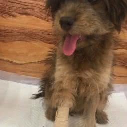 萌宠时代宠物医院:潍坊市高新区潍坊学院附近