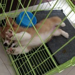 阿猫阿狗:秦皇岛市海港区文化路附近