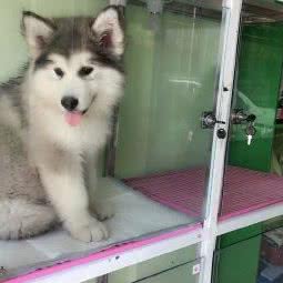 圣宠宠物店(威海文化西路店):威海市高区哈工大附近