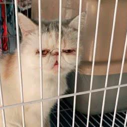 恒尚宠物:威海市高区田村附近