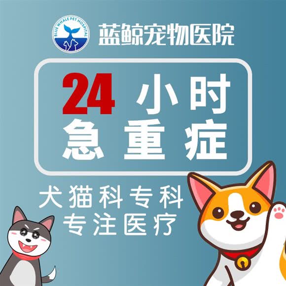 蓝鲸宠物医院·24小时·内窥镜·骨外科重症转诊中心:威海市高区幸福广场/泰浩广场附近