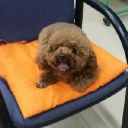 精灵宠物生活馆:威海市经济开发区长峰附近