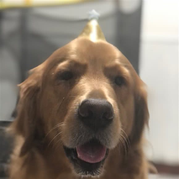 遛猫遛狗:秦皇岛市海港区西港路附近