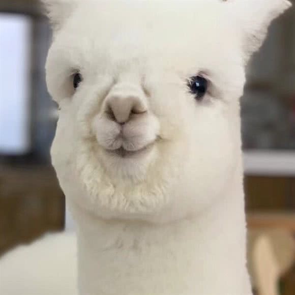 喵语萌宠·猫咖·羊驼咖:秦皇岛市海港区西港路附近