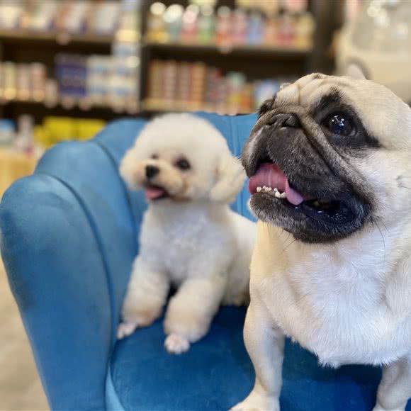 奢宠宠物生活馆:郑州市郑东新区郑东新区CBD附近