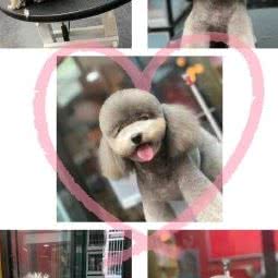 握爪儿宠物生活馆:郑州市郑东新区郑东新区CBD附近