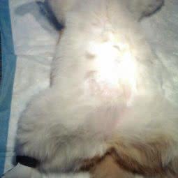 博学宠物医院:郑州市郑东新区郑东新区CBD附近