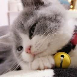 康健宠物医院:秦皇岛市海港区西港路附近