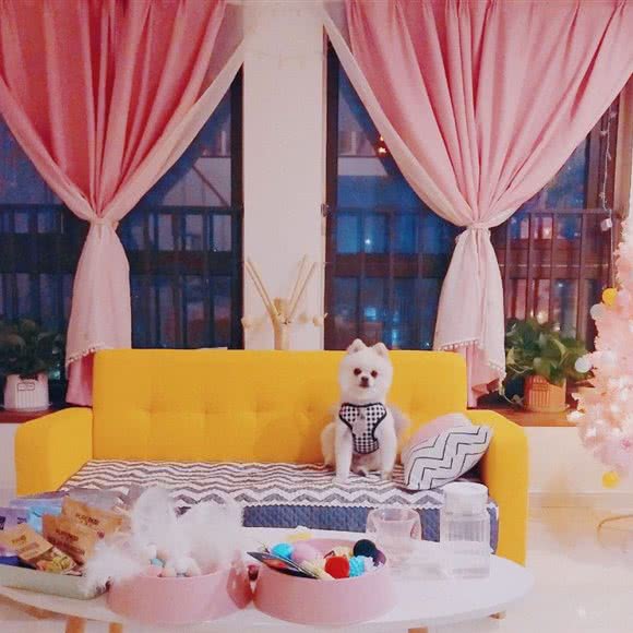 阿猫阿狗宠物美容工作室:郑州市高新区瑞达路沿线附近