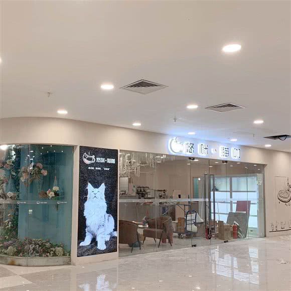 悠咪·猫咖集西餐桌游小酒馆:郑州市高新区科学大道附近