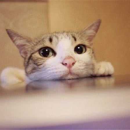 宠顽宠物工作室:郑州市高新区科学大道附近